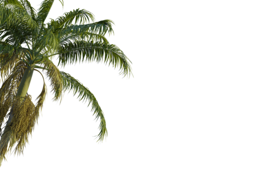 Archontophoenix cunninghamiana  tree corner view, cutout, transparent background, isolate, Vibrant palm fronds sway gently, hinting at tropical paradise and vacation dreams