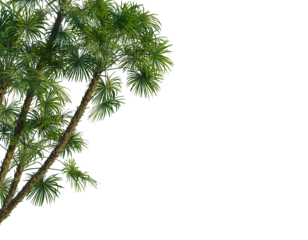 Acoelorrhaphe wrightii  tree corner view, cutout, transparent background, isolate, Vibrant green palm fronds sway gently in a tropical breeze