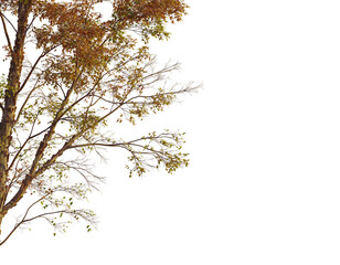 Acer griseum  tree corner view, cutout, transparent background, isolate, Vibrant autumn tree branches with warm golden and green leaves