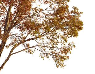 Acer griseum  tree corner view, cutout, transparent background, isolate, Vibrant autumn tree branches with golden leaves, perfect for seasonal decor