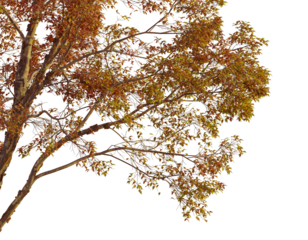 Acer griseum  tree corner view, cutout, transparent background, isolate, Vibrant autumn tree branches with golden leaves, perfect for seasonal decor
