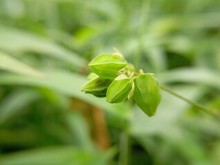 Green Seed Pods in Natural Garden Setting