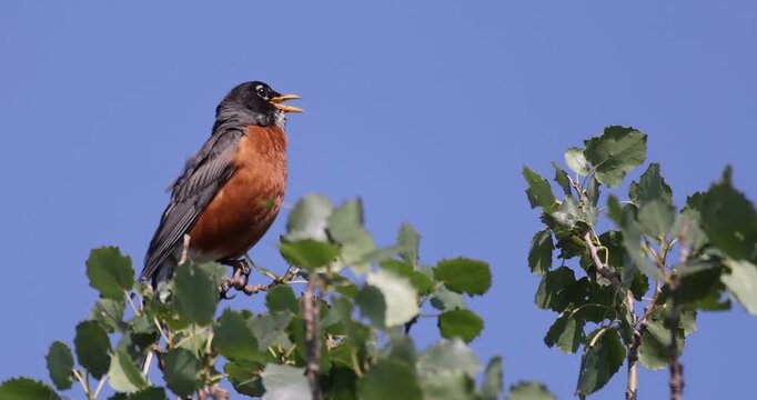 An American Robin perches on a leafy branch, singing its cheerful song against a clear blue sky, a classic spring scene.