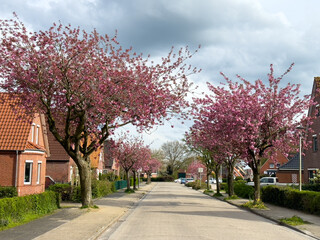 Eine Allee aus bunt blühenden Kirschbäumen