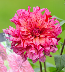 Różowy urok Dalii. 