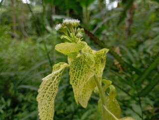 Striking Variegated Leaves and White Flowers of a Tropical Plant