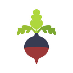 Rutabaga or swede turnip vector icon