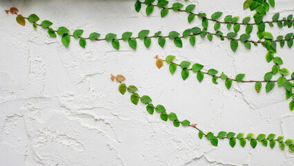 beautiful ivy on white wall