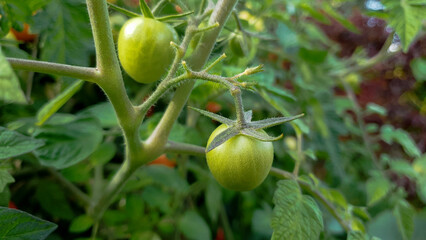 Unripe green tomato growing on the plant