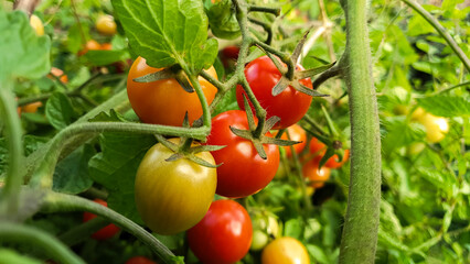 Ripe red tomatoes growing on the vine in a garden. Home grown tomato vegetables.