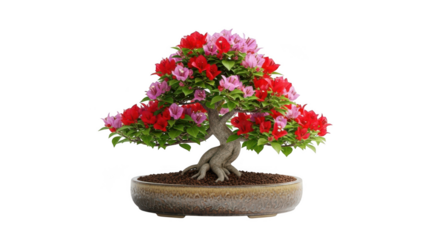 Vibrant flowering bonsai tree with red and pink blooms isolated on transparent background
