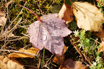 drops of dew on the green grass. macro photography. High quality photo