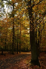 High-contrast vertical image of a sun-dappled forest path with rich golden foliage. Excellent background for websites, book covers, and design projects emphasizing mood, focus, or quiet strength.