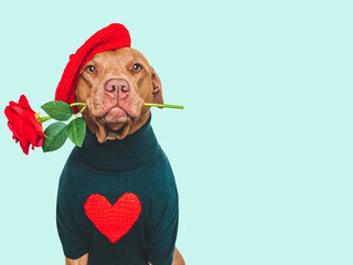 Cute dog, red rose, beret and embroidered heart. Beautiful greeting card. Close-up, indoors. Studio shot. Congratulations for family, relatives, loved ones, friends and colleagues. Pets care concept