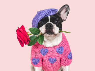 Cute dog and red rose. Beautiful greeting card. Close-up, indoors. Studio shot. Congratulations for family, relatives, loved ones, friends and colleagues. Pets care concept