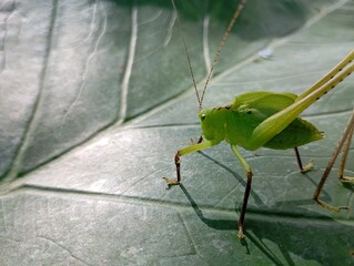 green grasshopper on a leaf