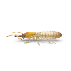 Termite side view isolated on transparent background