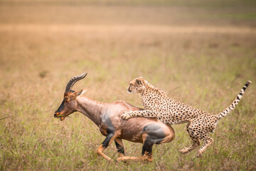 A cheetah leaps onto a running topi antelope in the tall grass. A fleeting, mid-action capture of a brutal yet natural hunt in the African wild. © Ashish