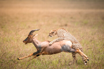 An intense, mid-air capture of a cheetah bringing down a powerful topi antelope. A raw, high-action moment of predation in the savanna. © Ashish