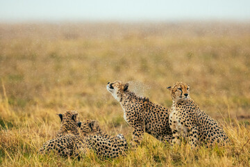 A coalition of cheetahs sits in the tall grass during a light rain shower, shaking water from their coats. An atmospheric glimpse of resilience.