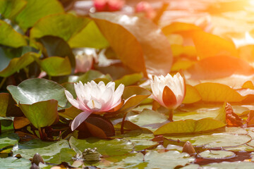 Pink lotus water lily flower in pond, waterlily with green leaves blooming