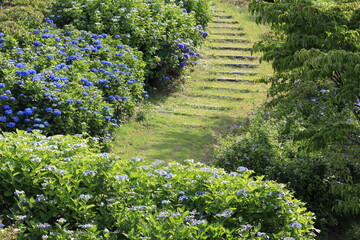 アジサイが咲く遊歩道