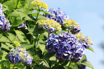 満開のアジサイ