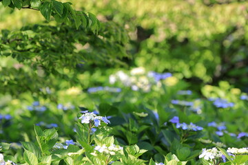 満開のガクアジサイ