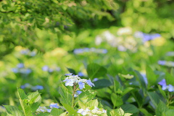 満開のガクアジサイ