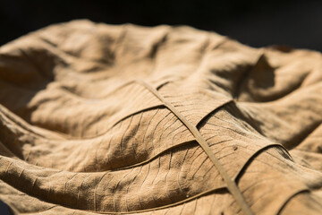 Dry Teak leaves leaf texture on the ground.