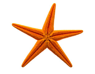 Orange Starfish on Smooth Surface, Top View, Transparent Background