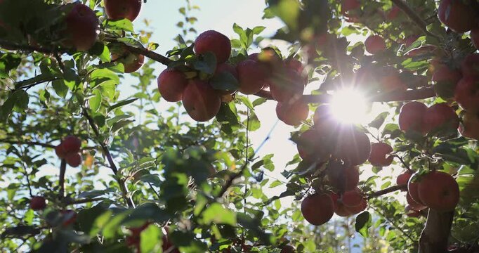 Red apples grow on tree in the orchard