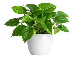 Vibrant Green Pothos Plant in Simple White Pot, Front View, Isolated on Transparent Background