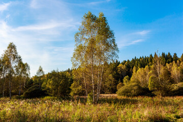 Fototapeta premium Golden birch trees stand tall in a sun-kissed meadow. Lush woods frame the serene autumn scene under a clear blue sky. Nature's beauty unfolds