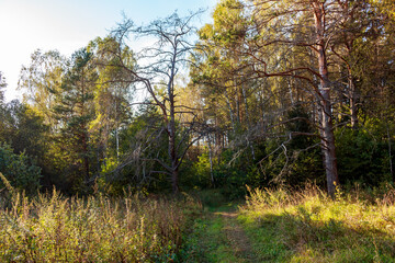 Sun-drenched forest trail meanders through a lively woodland, flanked by various trees. A prominent gnarled tree stands tall, symbolizing nature's raw beauty and resilience