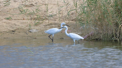 Snowy Egret, Egretta thula, single bird in water, Brazil
