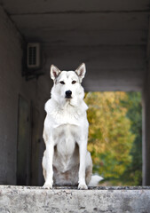 A Laika dog sits against the backdrop of a city building