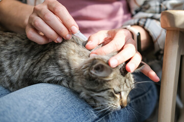Woman applies flea and tick treatment to tabby cat's neck using small plastic pipette. Cat lies...