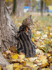 Portrait of a young cat with a beautiful marbled coat against an autumn background