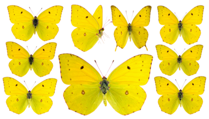 Yellow Butterfly Clipart Collection, Multiple Species and Wing Positions, Isolated PNG