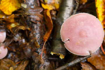 A bright pink mushroom cap stands out against the wet brown and yellow autumn leaves. The macro shot emphasizes the delicate texture and perfectly round shape of the find.