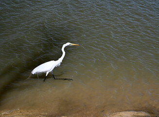 smart great white egret walking cautiously at the shore searching for food