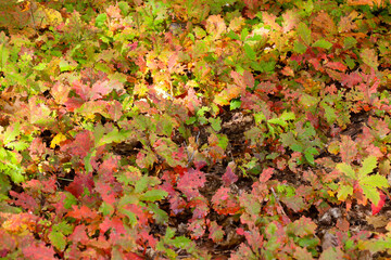 ​A striking colorful carpet of young oak growth catches the eye, where the leaves display rich autumn colors. Shades of red, green, and yellow create a vivid pattern on the forest floor.