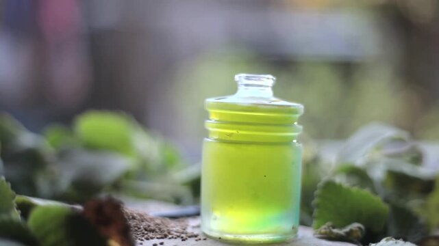 Trachyspermum ammi, Ajwain oil with leaves.