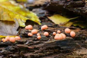 ​A macro photograph shows a cluster of bright orange mushroom-like bodies growing on the rough bark of a fallen trunk. 