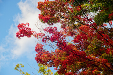 紅葉と青空、鮮やかに色づくモミジの枝