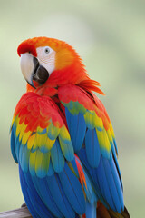 Obraz premium blue and yellow macaw