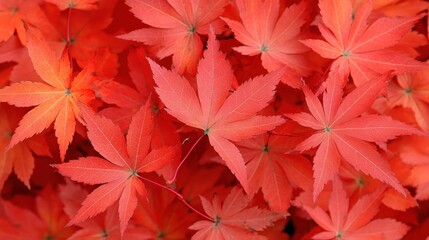 Bright red leaves scatter on the ground as autumn colors fill the peaceful park landscape