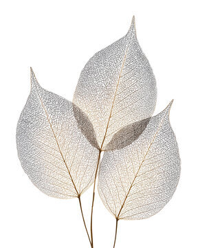 Delicate skeleton leaves with intricate vein patterns cut out