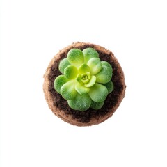 Green Succulent Plant in Round Soil Base Isolated on White Background for Home Decor and Gardening Ideas